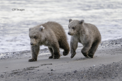 Two Cubs