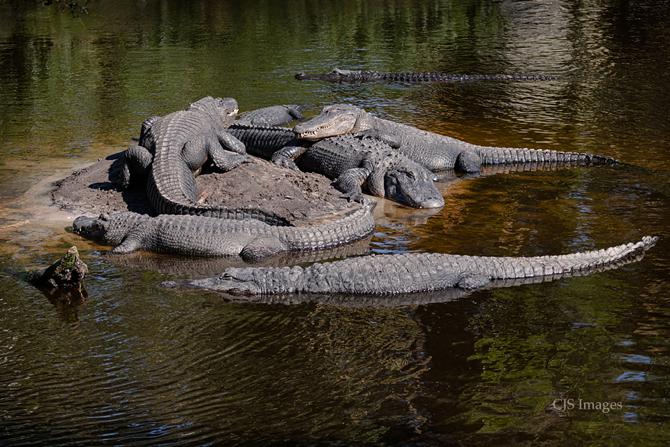 Alligators II
