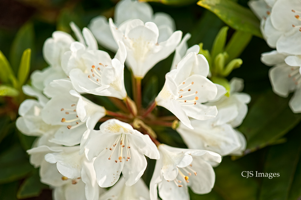 White Rhododendron