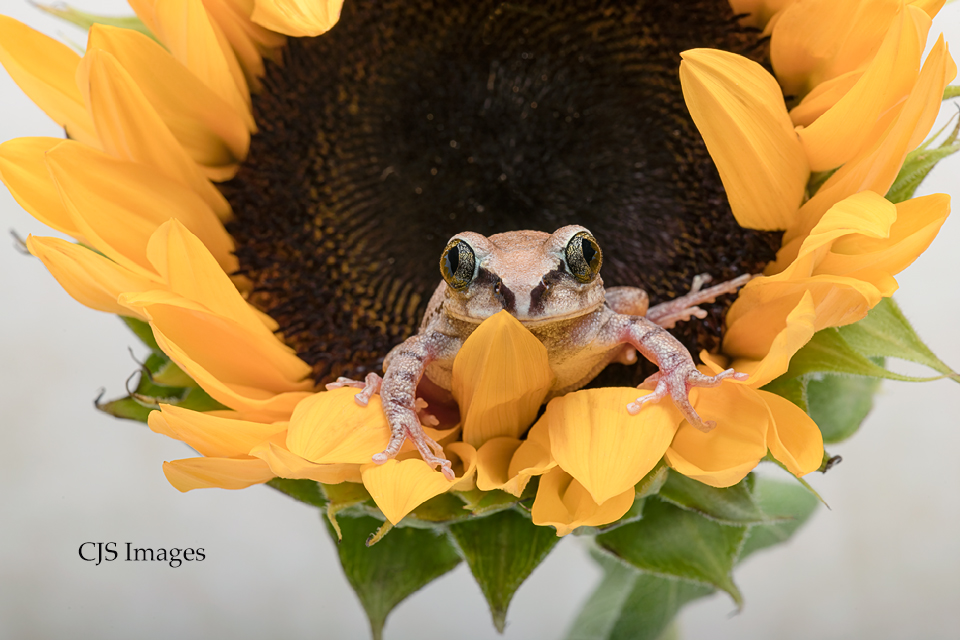Sunflower-Friendly-sig