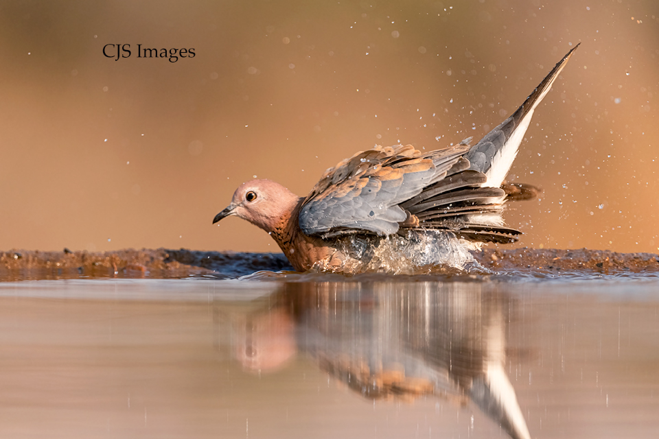 Laughing Dove Bathing
