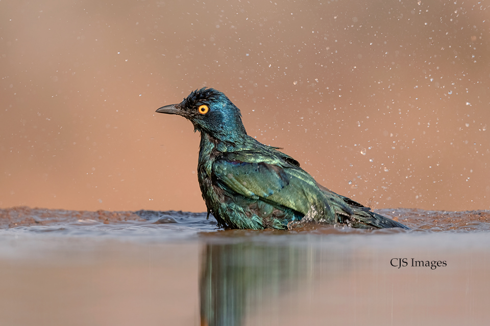 Glossy Starling After Bath