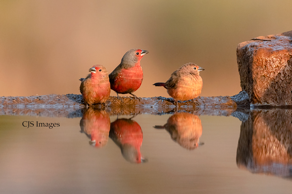 Fire Finches