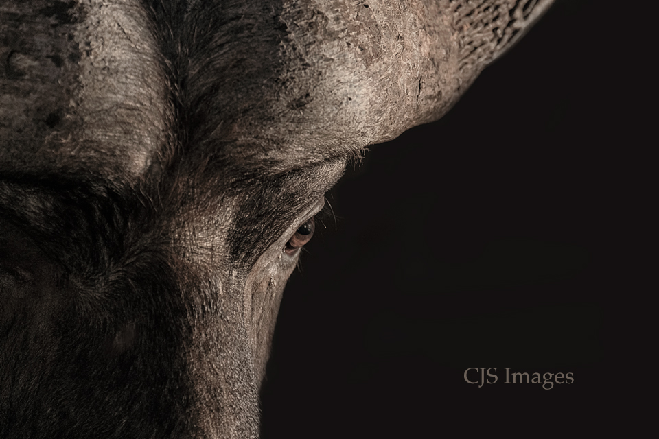 Cape Buffalo Profile