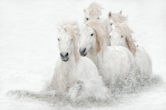SIX WHITE HORSES