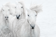 THREE WHITE HORSES