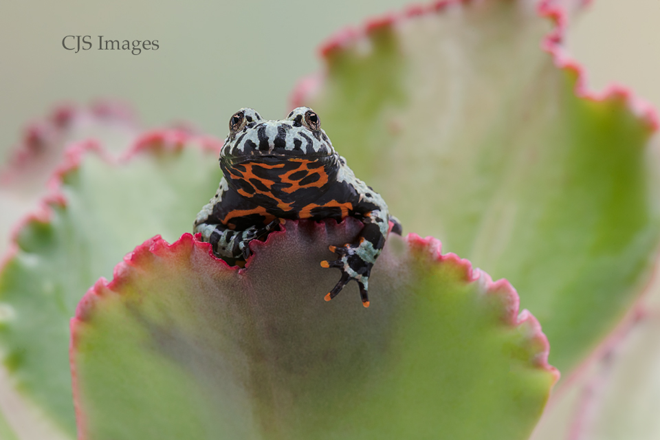 FIRE-BELLIED TOAD 01