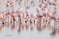 Flamingos Feeding