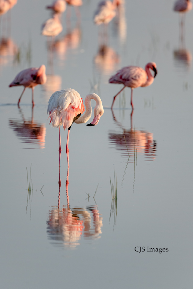 Flamingos Feeding