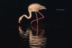 Single Flamingo On Lake