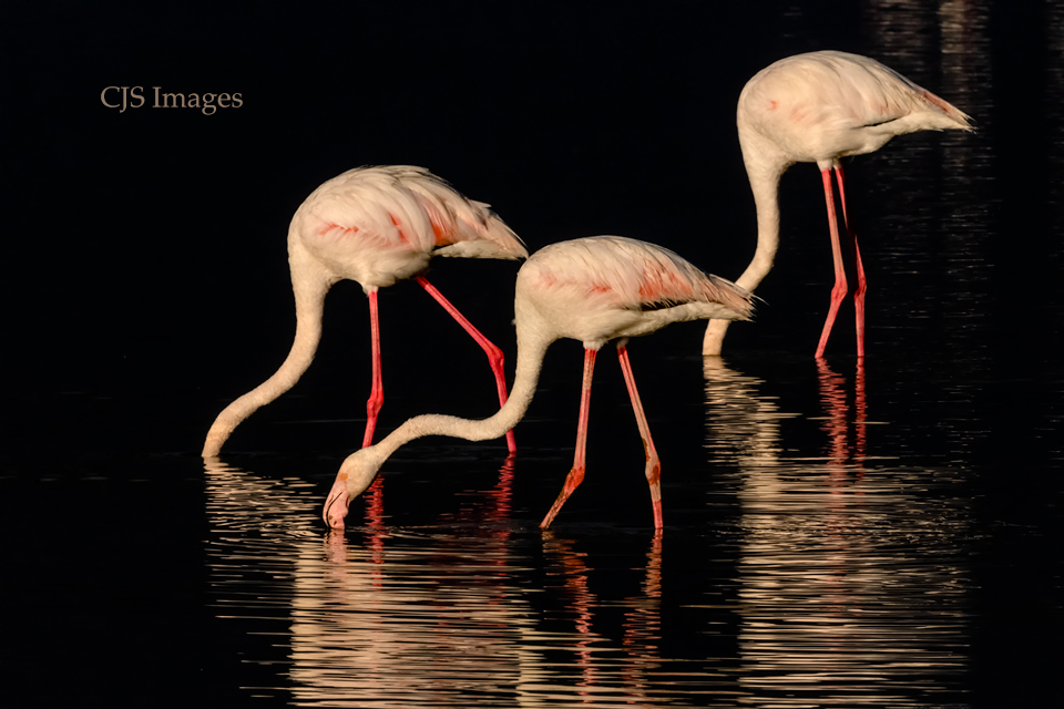Early Morning Flamingos