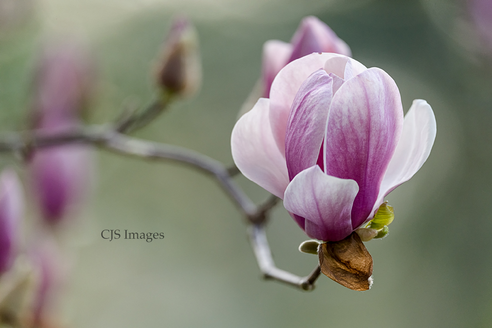 Japanese Magnolia Bloom