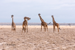 Four Giraffes