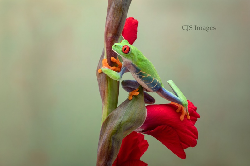 Red-eye Frog