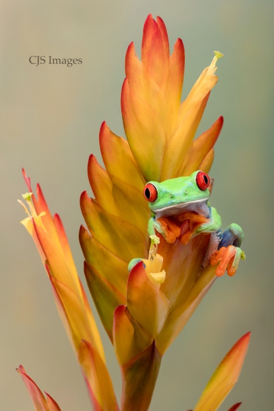 Red-Eye Frog