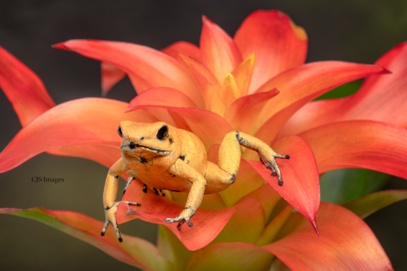 Golden Poisonous Dart Frog