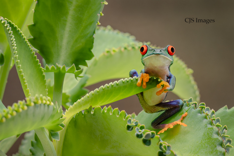 RED-EYED TREE FROG
