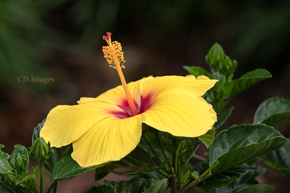 Yellow Hibiscus I