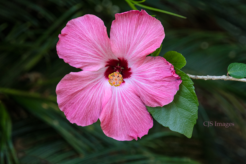 Pink Hibiscus I
