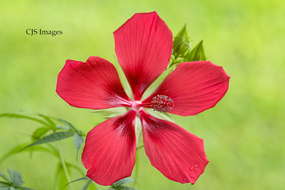 Red Saucer Hibiscus