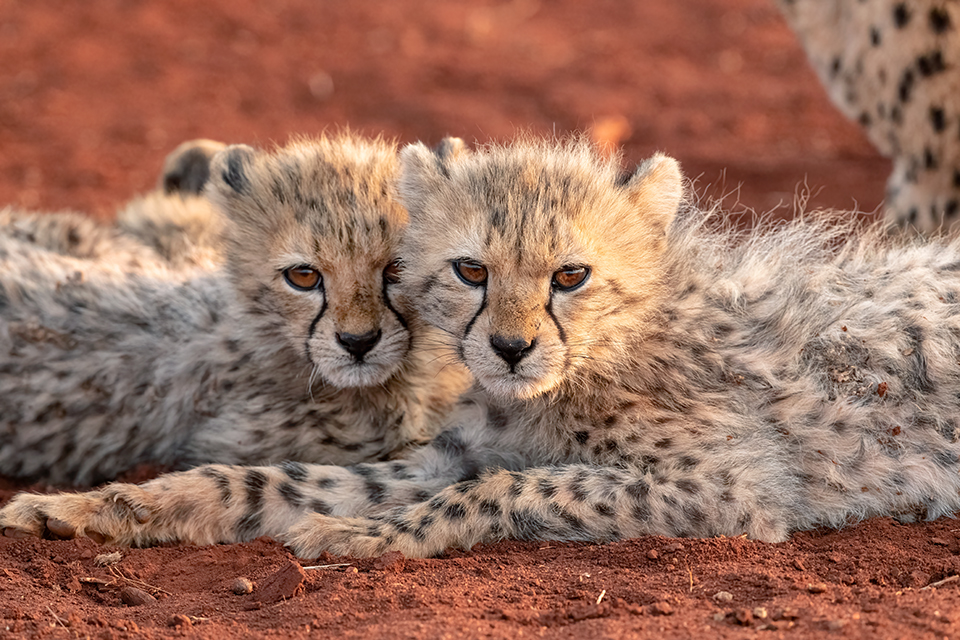 Cheetah-Cubs