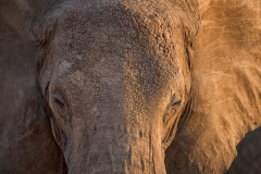 PORTRAIT OF AN ELEPHANT