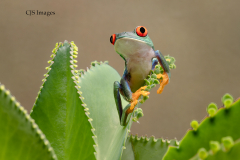 Red-eyeRed-eyed Tree Frog