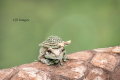Milk Frog With Hat