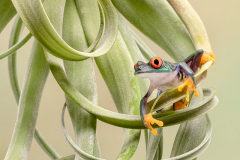 Red-eyed Tree Frog II
