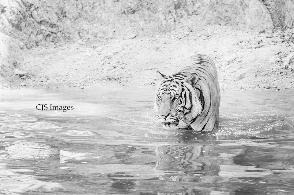 Indochinese Tiger V