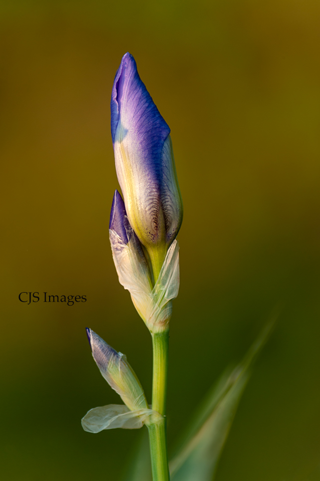 Purple Iris Bud