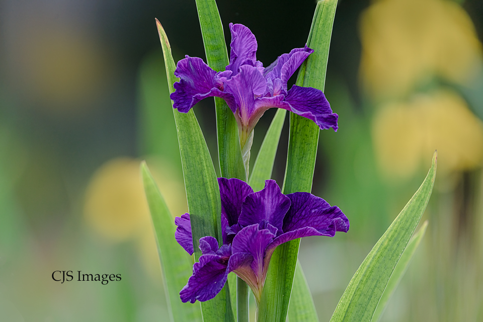 Purple Iris with Yellow
