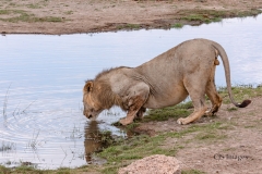 Lion Drinking