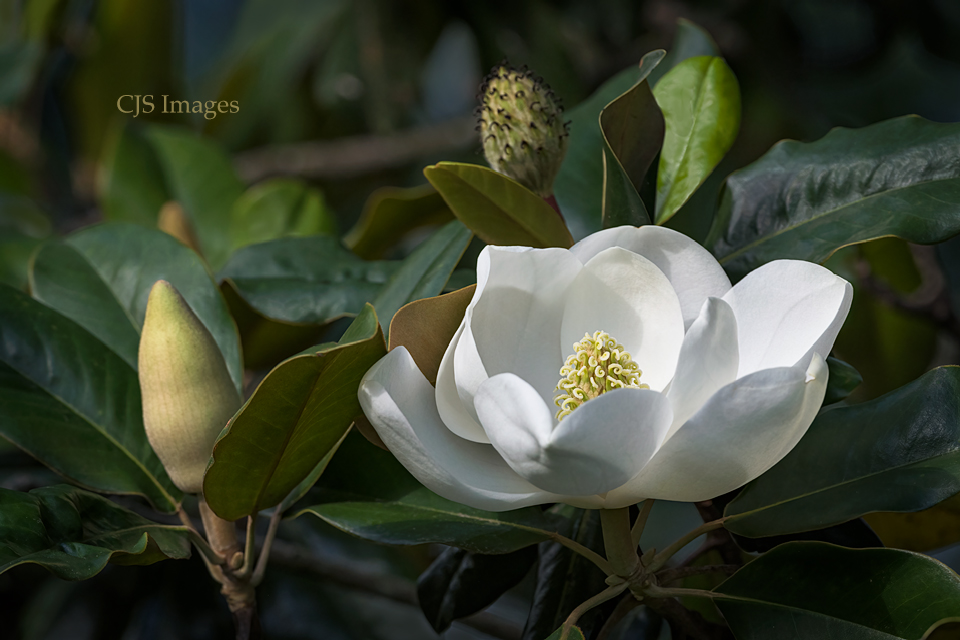 Magnolia II