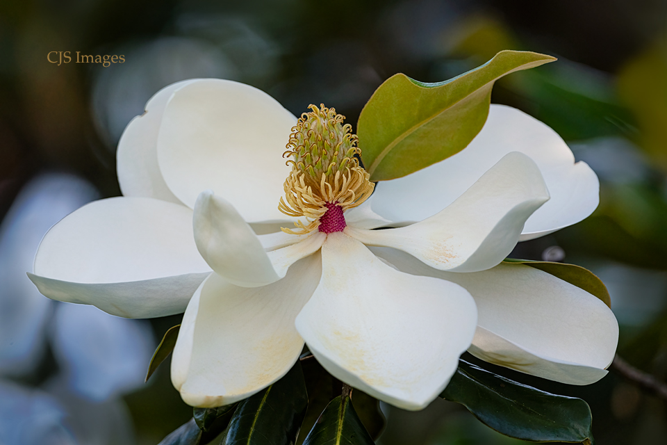 Magnolia V
