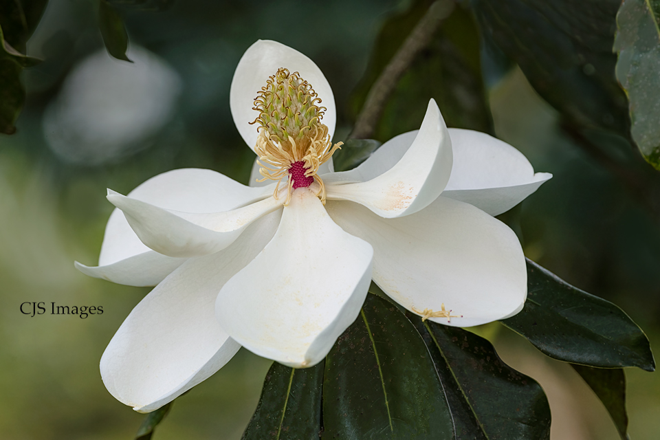 Magnolia VI