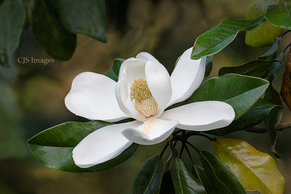 Magnolia VII