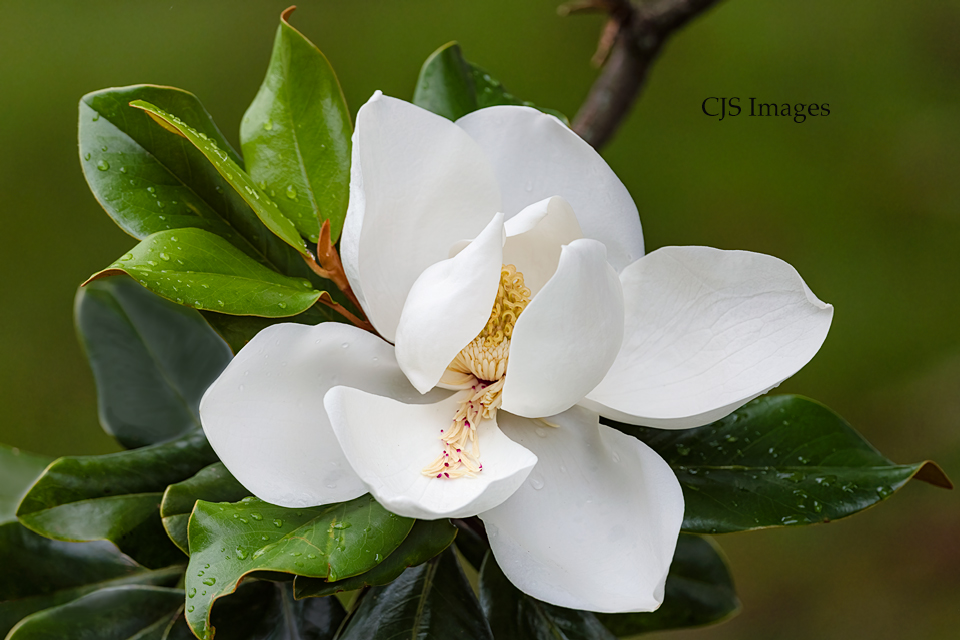 Magnolia VIII
