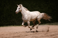 Hover-Horse