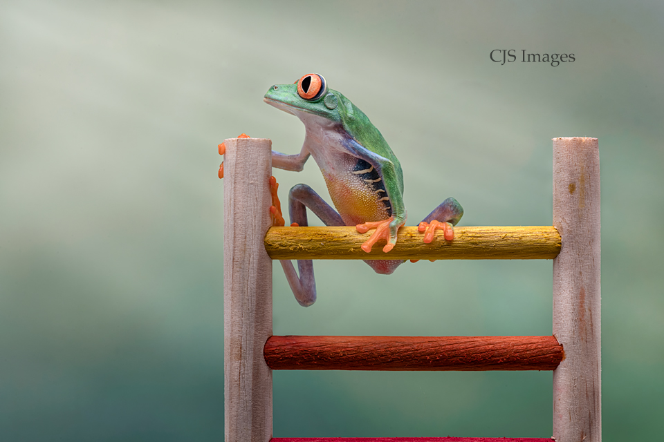 RED-EYED TREE FROG 01
