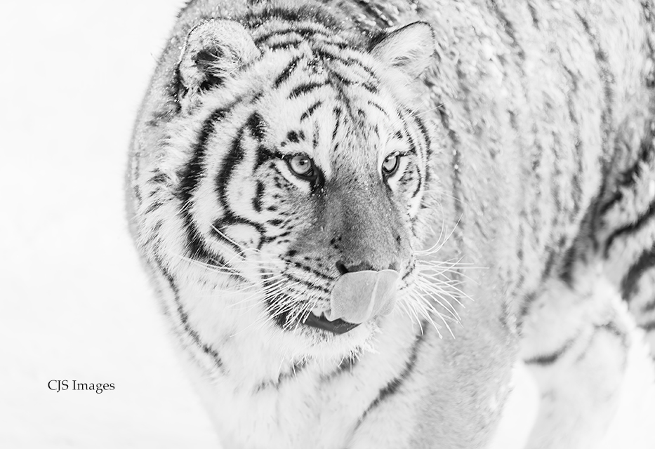 Siberian Tiger I