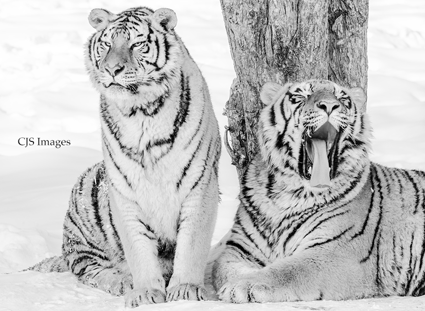 Siberian Tigers II