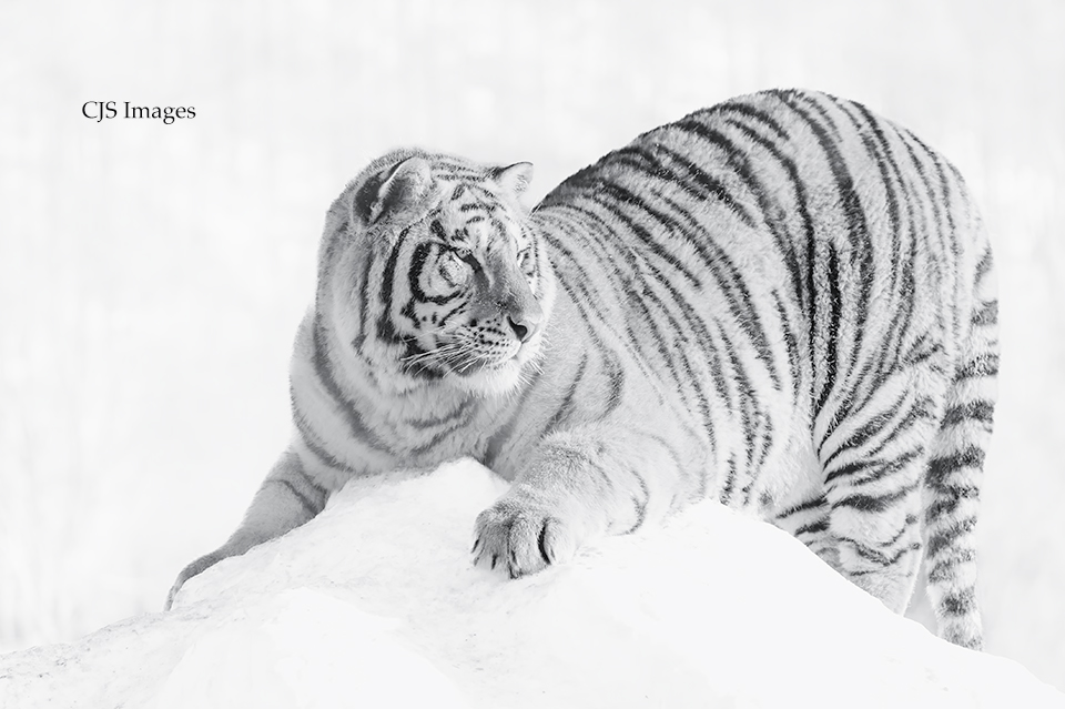Siberian Tiger III