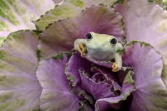 CABBAGE PATCH FROG