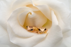 TWO FROGS IN A ROSE