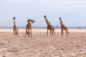 Amboseli Nat’l Park, Kenya