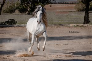 Horses Of Andalusia, Spain