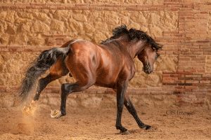 Horses Of Andalusia, Spain