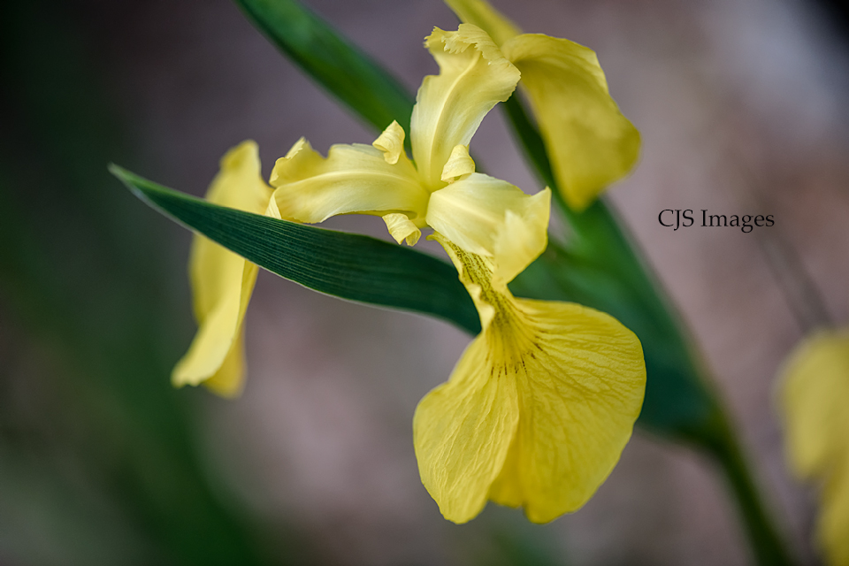 Yellow-Iris-sig.jpg