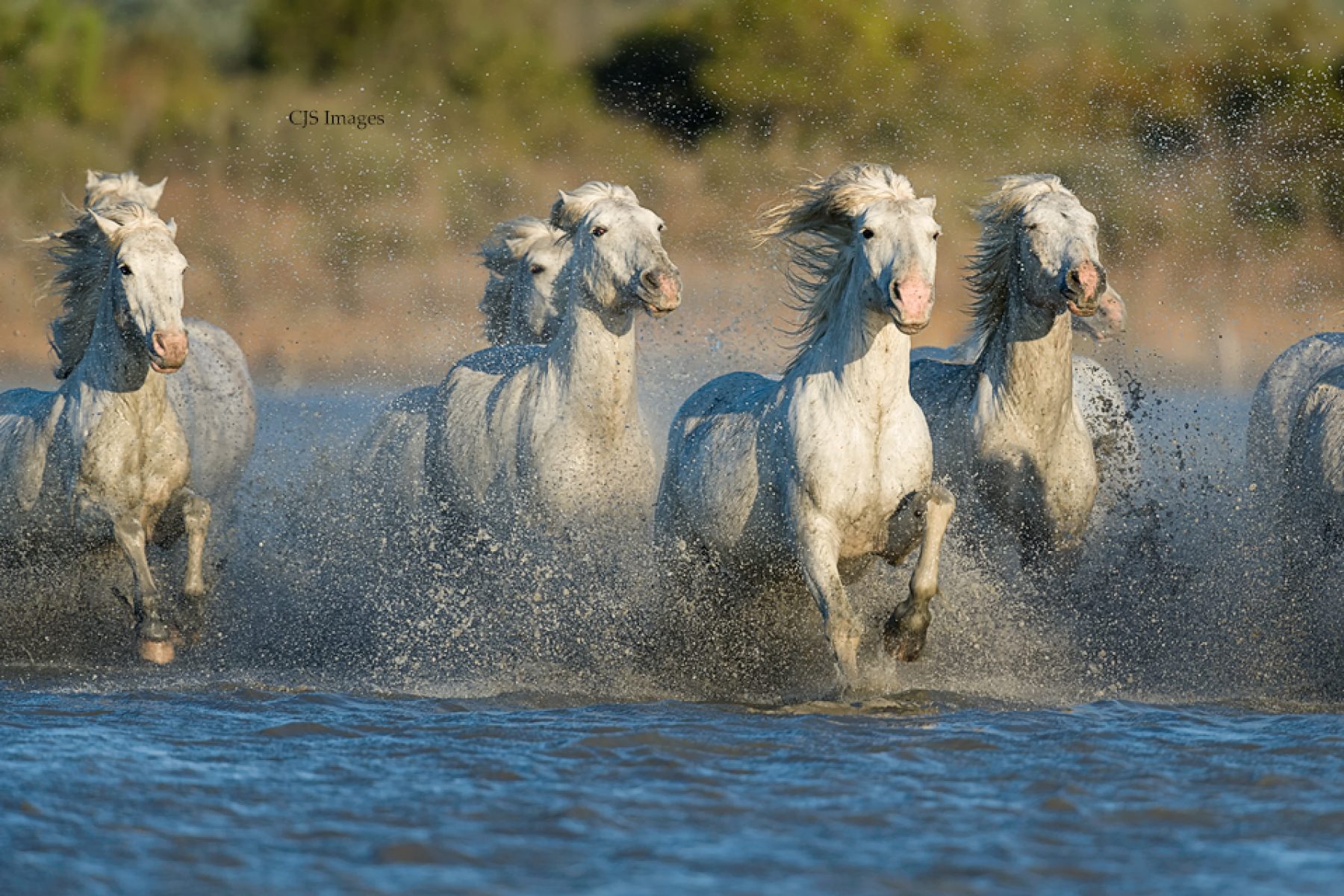 The White Horses Of The Camargue
